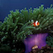 Clownfish